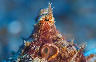 Malatapay muck and pier dive